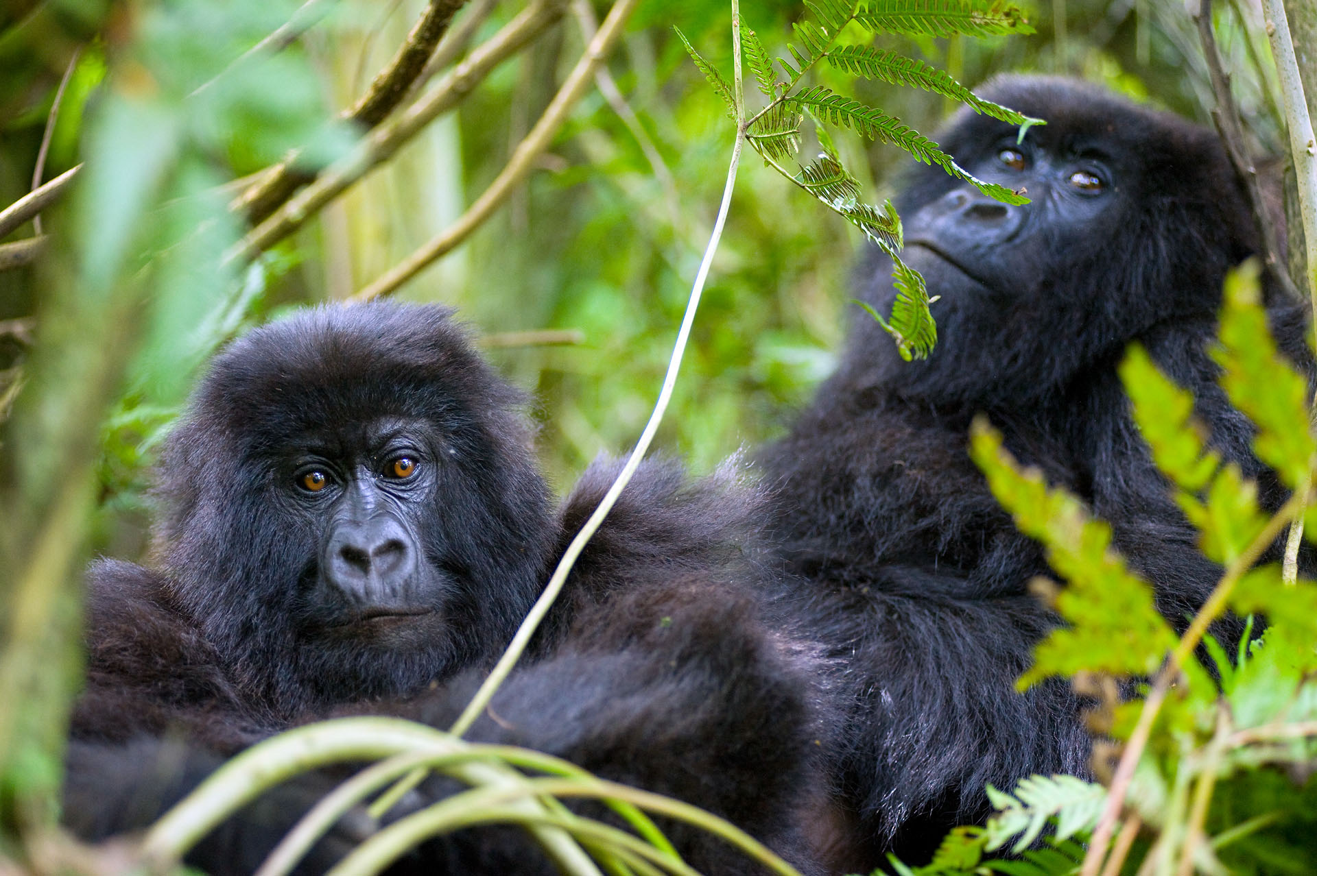 Gorilas de montaña en Ruanda