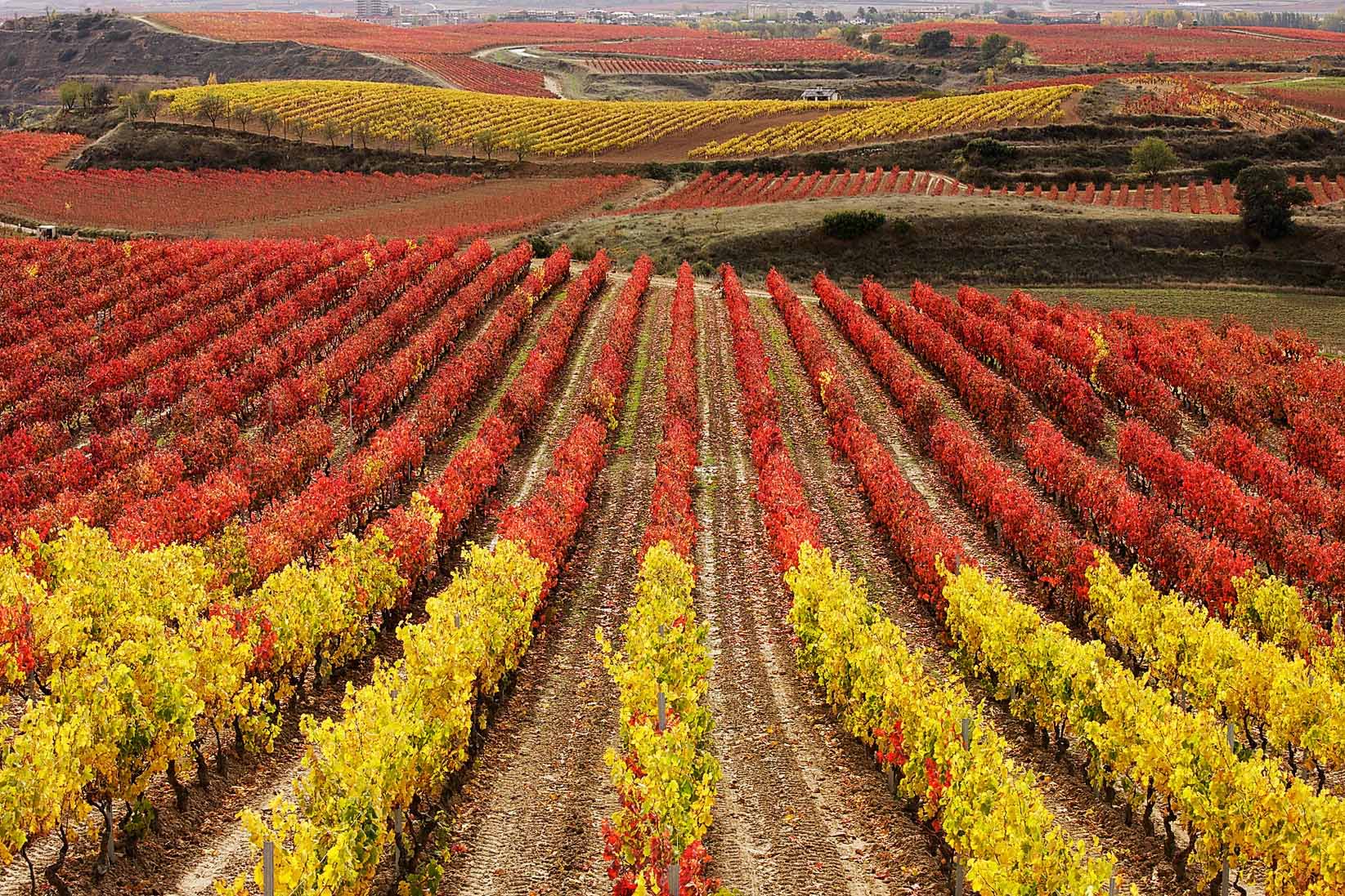 Viñedos en otoño, DOC La Rioja, Rioja Alta, Haro, La Rioja