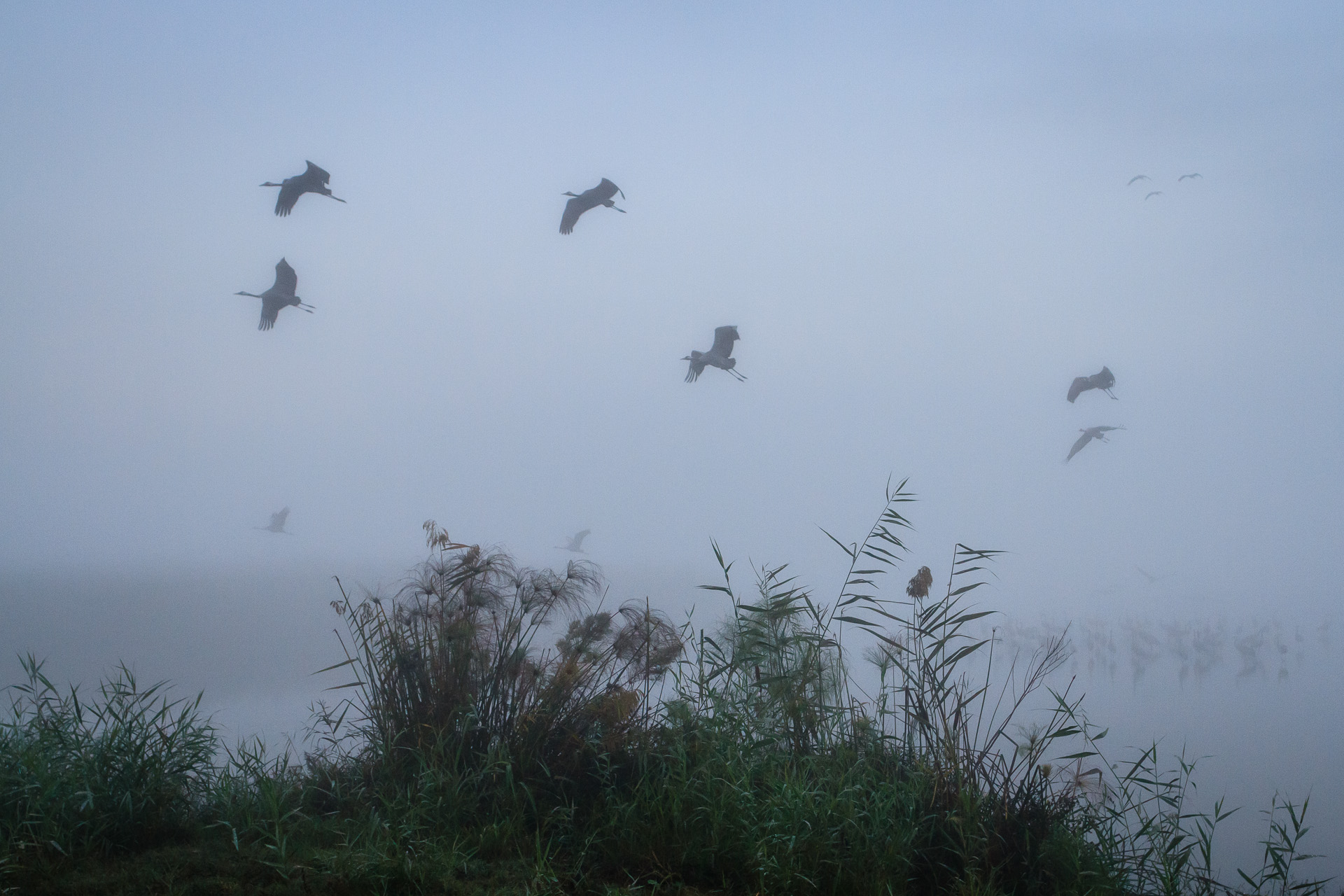 Flock of Common crane (Grus grus) in dawn mist on shallow water with some flying. Agamon Hula. Hula Valley. Israel.