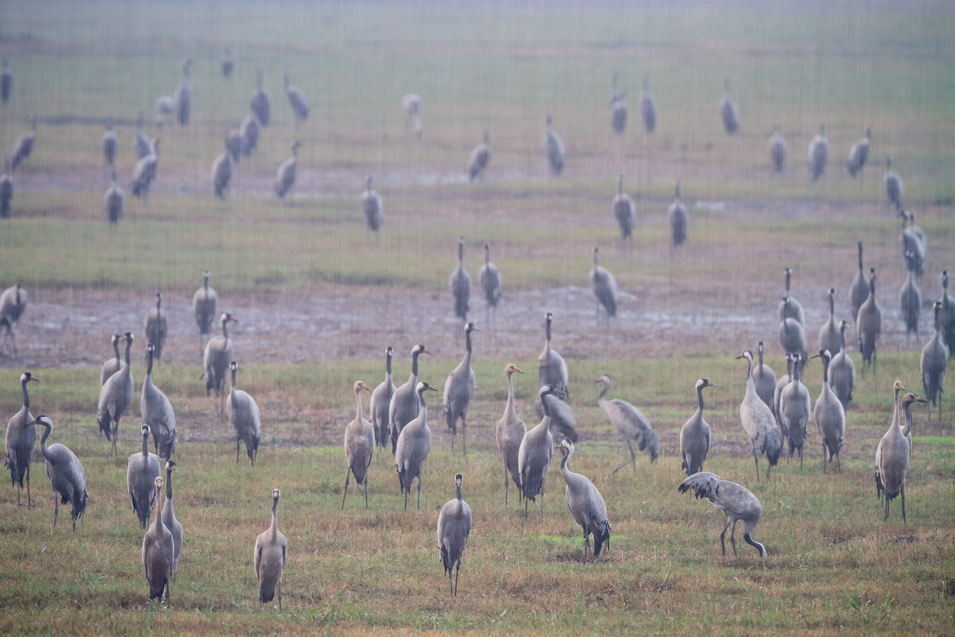 Common Cranes (Grus grus) flock in rain. Agamon Hula. Hula Valley. Israel.