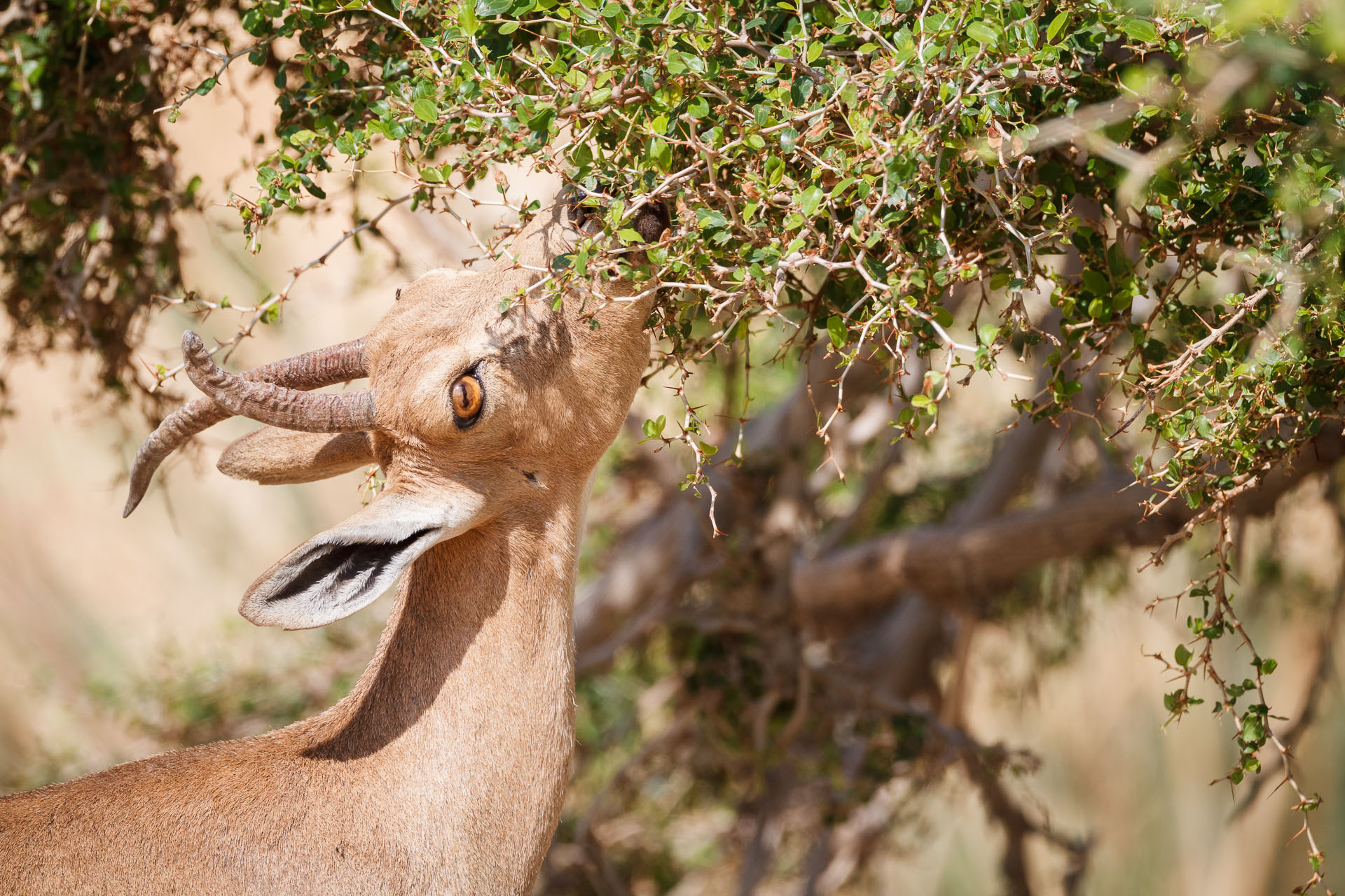 Nubian Ibex (Capra nubiana) feeding on tree. En Gedi Nature Reserve. Israel.